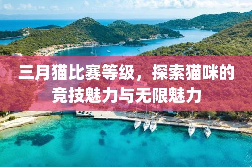 三月貓比賽等級，探索貓咪的競技魅力與無限魅力