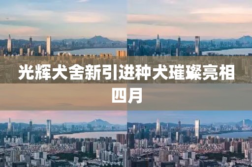 光輝犬舍新引進(jìn)種犬璀璨亮相四月