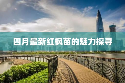 四月最新紅楓苗的魅力探尋