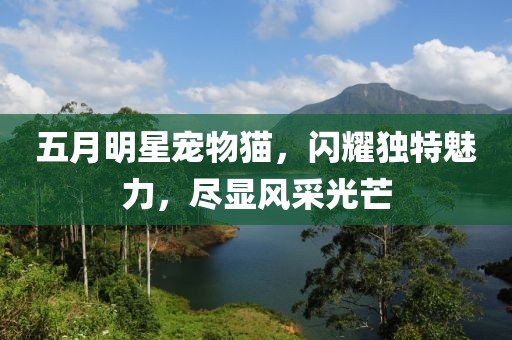 五月明星寵物貓，閃耀獨(dú)特魅力，盡顯風(fēng)采光芒