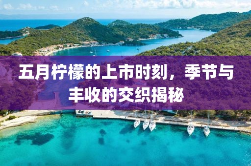 五月檸檬的上市時(shí)刻，季節(jié)與豐收的交織揭秘