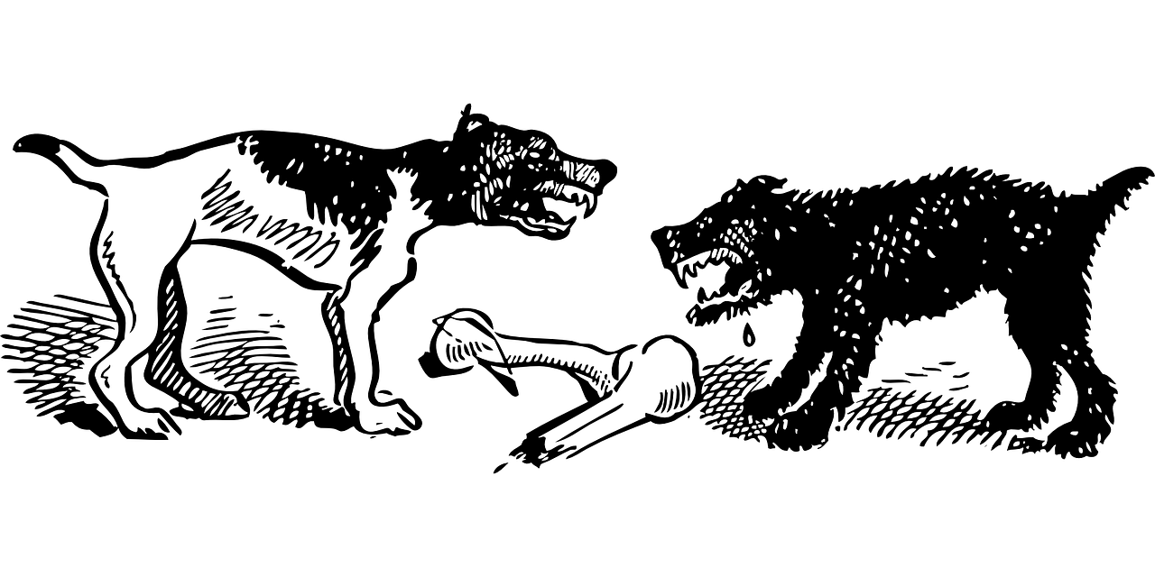 最新野生動(dòng)物保護(hù)名錄，守護(hù)自然之美的行動(dòng)綱領(lǐng)
