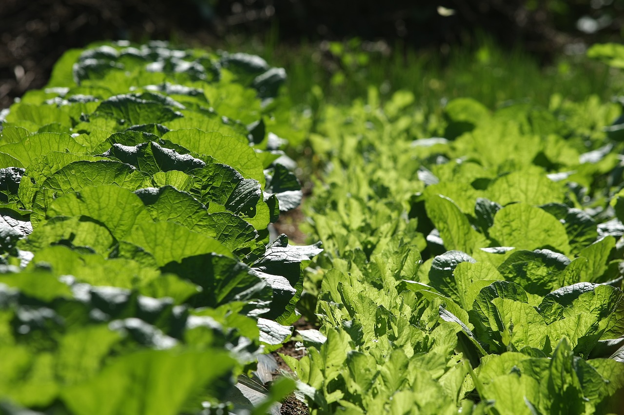 大白菜最新版本的種植技術、品種特點與健康價值詳解