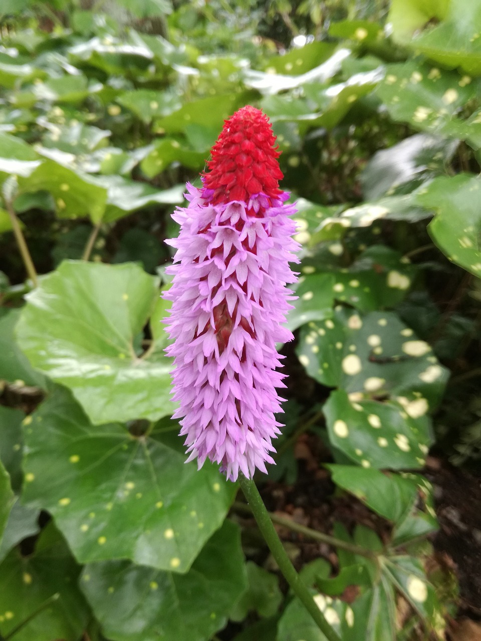 肥西春景花園最新房價(jià)概覽與動態(tài)分析