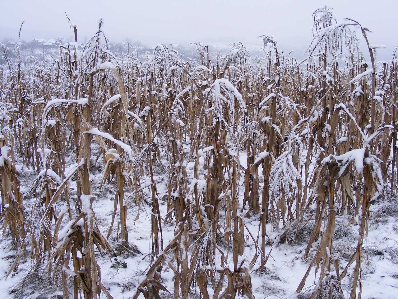 全國多地降雪來襲，氣象部門發(fā)出預(yù)警，最新下雪新聞匯總